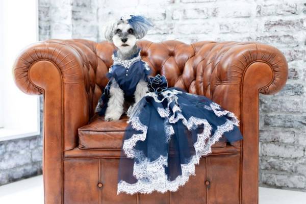 「犬用オーダーメイドドレス」が南青山・人気ドレスサロンから、花嫁と同じ高級生地＆ロングスカートで