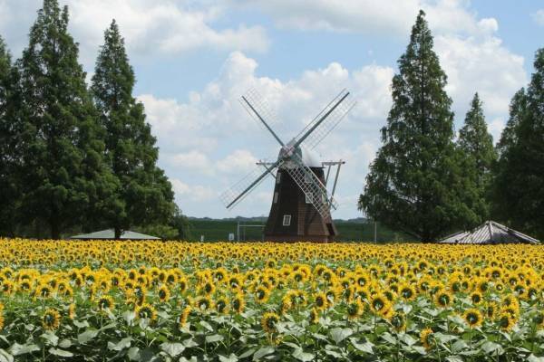 約8万本のひまわり×風車の絶景が楽しめる「サマーウィーク」千葉県・あけぼの山農業公園で