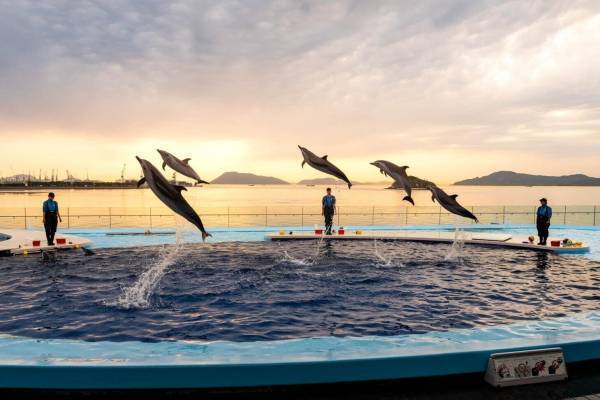 香川・四国水族館”幻想的な夜の水族館”イベント、夕日背景のイルカショーやビアガーデンも