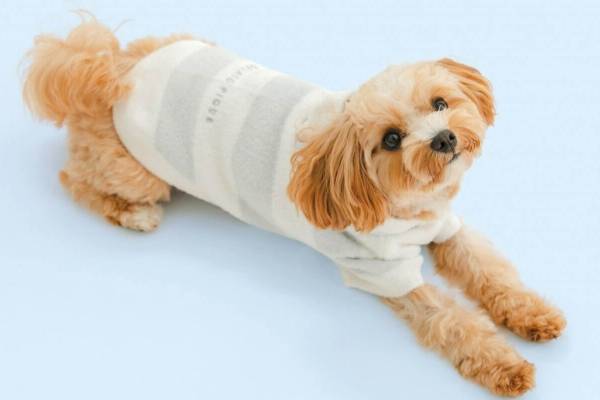 ジェラート ピケ初の“ペットグッズ”犬猫用の新ライン、ふわもこウェアやカップアイス型ハウス