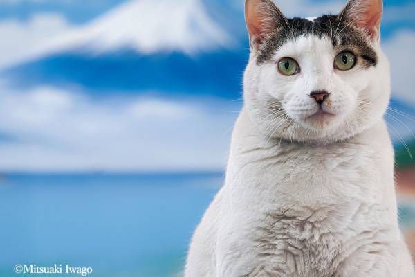 動物写真家・岩合光昭の新作写真展「岩合光昭の日本ねこ歩き」は札幌＆新潟からスタート