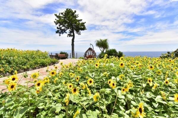 伊豆・城ヶ崎海岸のフラワーガーデンで“1,000株以上のヒマワリ”が見頃に、海×花畑の絶景ガーデン