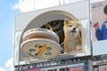 超巨大“秋田犬の子犬”3Dカラクリ時計が渋谷駅前に、毎時0分に時刻を告知