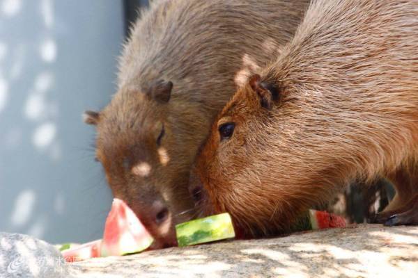 カピバラやカワウソに“ひんやり”スイカ＆氷をプレゼント、岐阜の水族館「アクア・トト ぎふ」で