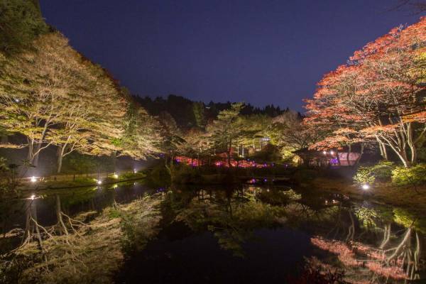 神戸・六甲高山植物園の紅葉が見頃に、 紅葉とアート作品を幻想的にライトアップ