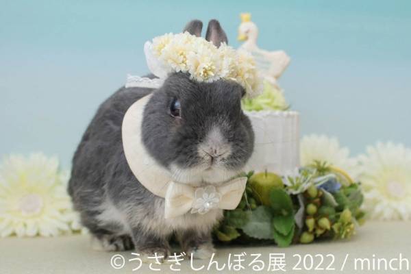 「うさぎしんぼる展 2022」東京&名古屋で、”過去最大規模”うさぎ写真&限定グッズ販売も
