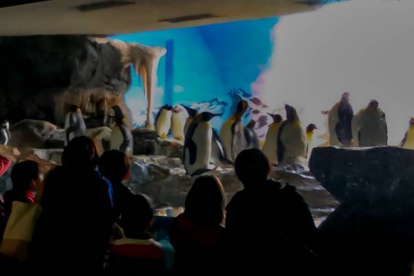 鴨川シーワールド、夜の水族館探検「ナイトアドベンチャー」海の動物たちの“寝姿”を観察