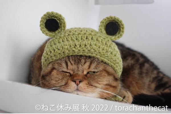 ねこの合同写真展＆物販展「ねこ休み展 秋 2022」名古屋で、スター猫の癒し写真＆限定グッズも