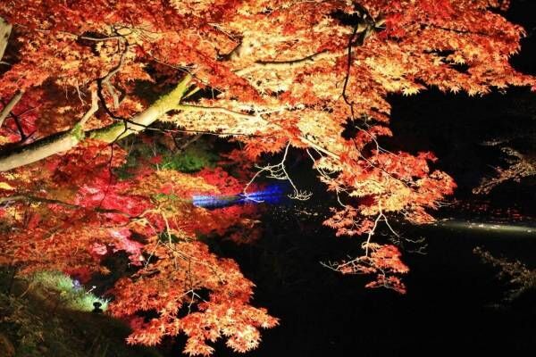 「弘前城菊と紅葉まつり」青森・弘前公園で、計3,600本の紅葉ライトアップで古城の秋を演出
