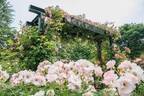 「練馬区立 四季の香 ローズガーデン」の秋イベント、約320品種460株のバラが秋の見頃に