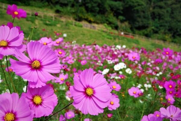 横須賀市くりはま花の国「コスモスまつり」約100万本のコスモスが開花、入場無料＆24時間開園