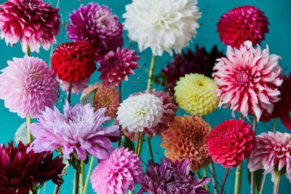 青山フラワーマーケット 南青山本店「青山ダリア祭り」約100種のダリアや花瓶を販売、ブーケ作りも