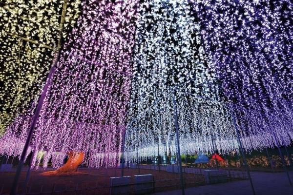 あしかがフラワーパークの22年イルミネーションイベント、大藤&スイレンなど”光の花”が一面に