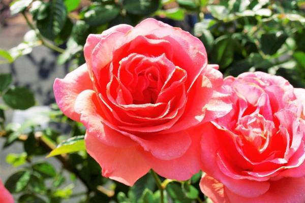 大阪「万博記念公園 秋のローズフェスタ」約2,400株の香り豊かな”秋バラ”が咲き誇る