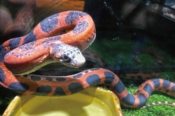 名古屋パルコで「キモい展 2022」約30種の“奇妙な生き物”を展示、昆虫食の販売も