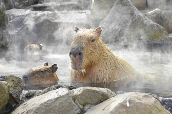 「元祖カピバラの露天風呂」伊豆シャボテン動物公園で、“風呂好きカピバラ”40周年記念グッズも