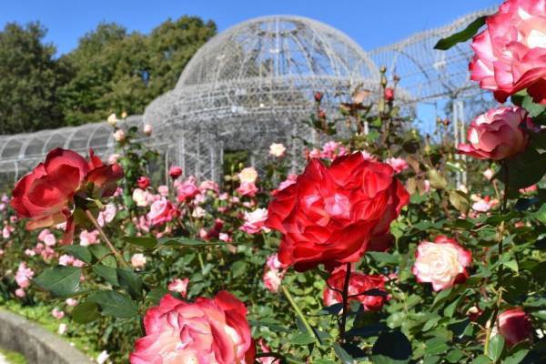 小田原フラワーガーデン「オータムローズフェスタ」美しく凛と咲き誇る“秋バラ”＆バラジェラートなど