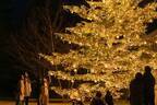 軽井沢星野エリア2022年クリスマス、「やどりぎ」のイルミネーション＆高さ10mのクリスマスツリー