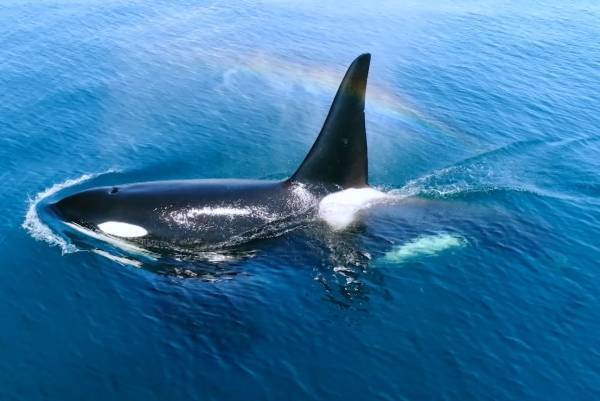 『ダーウィンが来た！』映画化第4弾は“日本列島”がテーマ、スクープ映像&ほっこり動物親子ドラマ