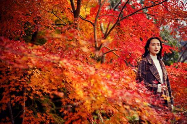 神戸布引ハーブ園「紅葉」が見頃に、約500本のもみじと共に秋花＆ハーブを鑑賞