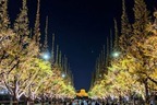 東京・神宮外苑イチョウ並木をライトアップ、紅葉シーズンに合わせて