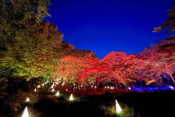 「紅葉見ナイト」約500本のカエデが幻想的にライトアップ、埼玉・国営武蔵丘陵森林公園で