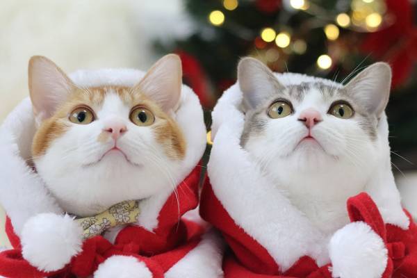 ねこの合同写真展＆物販展「ねこ休み展 冬 2022」福岡で、スター猫新作&限定グッズ販売も