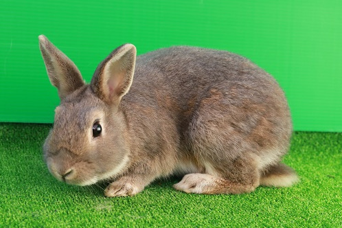 よみうりランドの2023年お正月“卯年生まれ”は入園料無料に、うさぎの触れ合いイベントなど