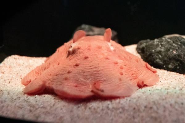 サンシャイン水族館「ゾクゾク深海生物2023」大型深海魚“ヨコヅナイワシ”の冷凍標本を国内初展示