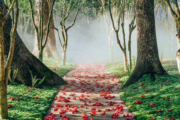 ホテル椿山荘東京のインスタレーション「椿絵巻」庭園山頂エリアで椿と苔が彩る絶景を鑑賞