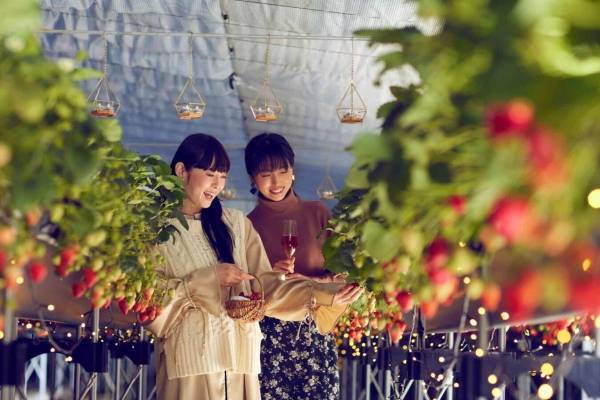 星野リゾート リゾナーレ熱海「ナイトストロベリーツアー」光輝くハウスで”夜のいちご狩り”