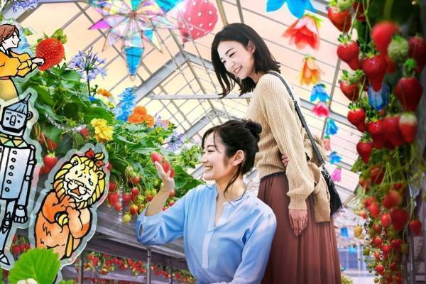 京成バラ園の“ストーリー仕立て”いちご狩り体験、“オズの魔法使い”着想の温室が舞台