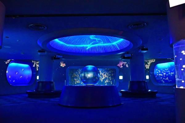 新江ノ島水族館の春イベント - クラゲ×桜の癒し空間＆夜の“えのすい”を楽しむダークアクアリウム