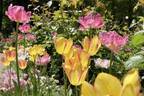 「練馬区立 四季の香 ローズガーデン」1万本のチューリップが園内を春色に染めるイースターイベント