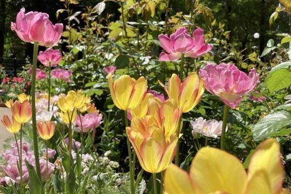 「練馬区立 四季の香 ローズガーデン」1万本のチューリップが園内を春色に染めるイースターイベント