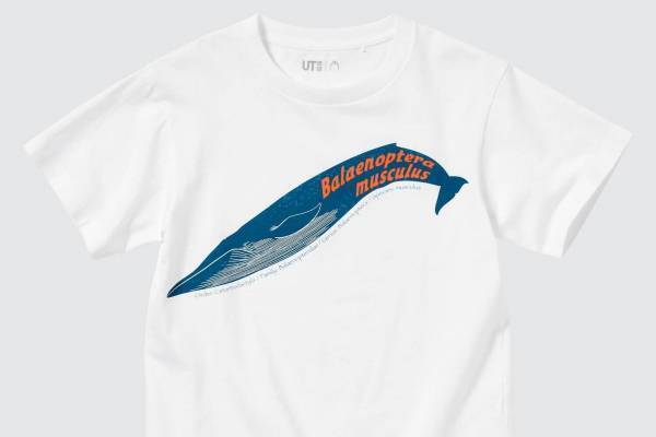 ユニクロ「国立科学博物館」展示物モチーフのキッズTシャツ、シロナガスクジラや恐竜をデザイン