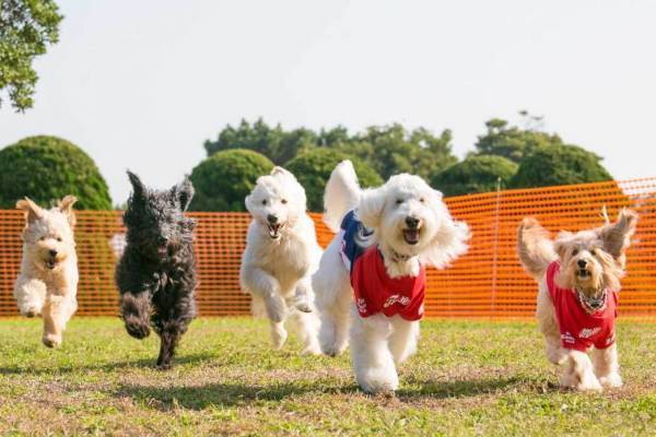 横浜赤レンガ倉庫「赤レンガでわんさんぽ」特設ドッグランを設置、100店舗が集結するドッグマーケットも