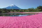 約50万株の芝桜×富士山の絶景が楽しめる「2023富士芝桜まつり」山梨県・富士河口湖で