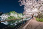 「千代田のさくらまつり」4年ぶりに開催、桜の名所・千鳥ヶ淵緑道をライトアップ