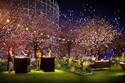 東京ミッドタウン“お花見”を楽しめる屋外ラウンジが登場、春らしい桜スイーツやライトアップも