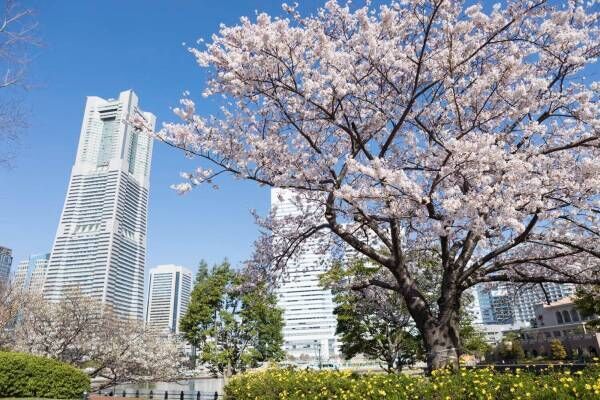 「ガーデンネックレス横浜 2023」リレー式に開花する桜やバラが横浜を彩るフラワーイベント