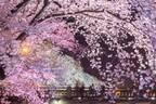 「第38回ふくい桜まつり」福井市内の桜が一斉開花、足羽川の桜並木や足羽神社のしだれ桜