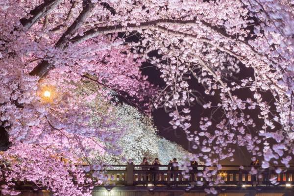 「第38回ふくい桜まつり」福井市内の桜が一斉開花、足羽川の桜並木や足羽神社のしだれ桜