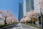 「みなとみらい21 さくらフェスタ2023」横浜・さくら通りで開催、500mの桜並木やパレード
