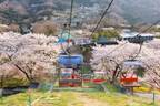 「さがみ湖桜まつり」2,500本の桜を楽しむ“空中お花見”、夜桜×すみっコぐらしイルミネーションも