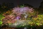 「御殿山さくらまつり2023」東京・品川で、“夜桜×霧”の幻想的なライトアップも