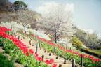 神戸布引ハーブ園“鮮やかなチューリップ＆山桜”が咲く春イベント、幻想的なイルミネーションも