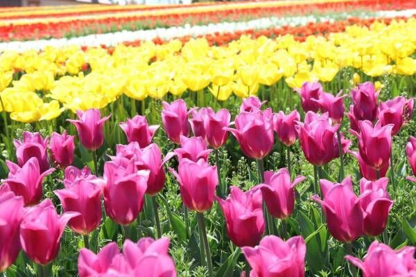 9万本のチューリップが3月下旬から開花、大阪・堺「ハーベストの丘」で