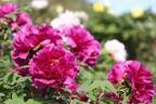 希少種含む約150種の「ぼたんの花」が4月下旬より見頃に、埼玉・東松山ぼたん園で
