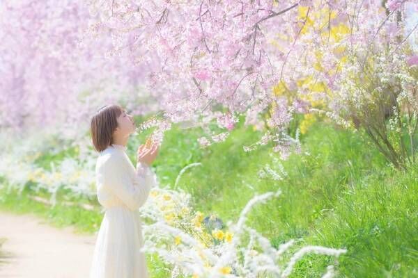 広島・世羅高原農場の春イベント「さくら祭り」しだれ桜が見頃に、夜間ライトアップも